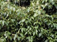 Sanchezia speciosa (Sanchezie nádherná)