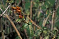 Sanchezia speciosa (Sanchezie nádherná)