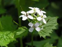 Česnáček lékařský