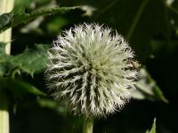 Echinops sphaerocephalus (Bělotrn kulatohlavý)