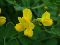 Coronilla valentina (Čičorka silná)