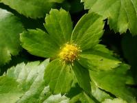 Hacquetia epipactis (Hvězdnatec zubatý)