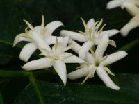Coffea arabica (Kávovník arabský)