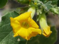 Uncarina roeoesliana (Ukarína)