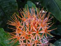 Scadoxus multiflorus (Krvokvět natalský)