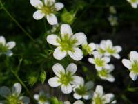 Saxifraga tenella (Lomikámen útlý)