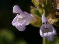 Salvia officinalis (Šalvěj lékařská)