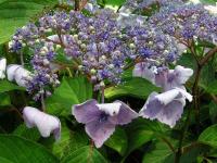 Hydrangea macrophylla (Hortenzie velkolistá)