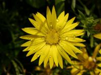 Xanthisma texanum (Hvězdíček)