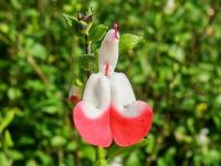 Salvia microphylla (Šalvěj drobnolistá 'Hot Lips')