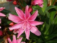 Lewisia longipetala (Levisie dlouhoplátečná)