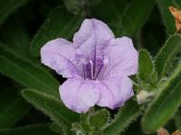 Ruellia humilis (Ruélie)
