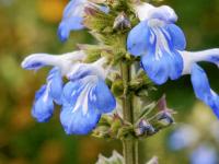 Salvia uliginosa (Šalvěj bažinná)