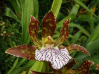 Zygopetalum maculatum (Chomoutovka)