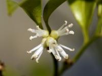 Sarcococca confusa (Masoplod změněný)