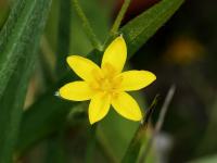 Hypoxis villosa (Tvrzeň)