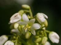 Xiphidium caeruleum (Xiphidium)