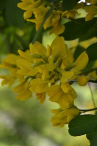 Petteria ramentacea (Peterovka dalmatská)