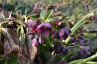 Helleborus x hybridus (Čemeřice zahradní)