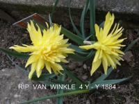 Narcissus (Narcis 'Rip van Twinkle' - Plnokvěté narcisy)