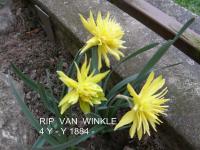 Narcissus (Narcis 'Rip van Twinkle' - Plnokvěté narcisy)
