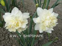 Narcissus (Narcis 'Shipshape' - Plnokvěté narcisy)