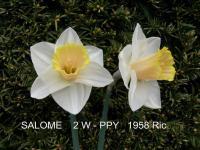 Narcissus (Narcis 'Salome' - Velkokorunné narcisy)