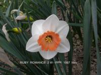 Narcissus (Narcis 'Ruby Romance' - Velkokorunné narcisy)