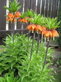 Fritillaria imperialis (Řebčík královský 'William Rex')