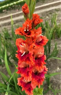 Gladiolus (Mečík 'Šagrat')