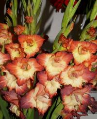 Gladiolus (Mečík 'Smokie')
