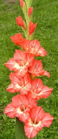 Gladiolus (Mečík 'Okouzlení')