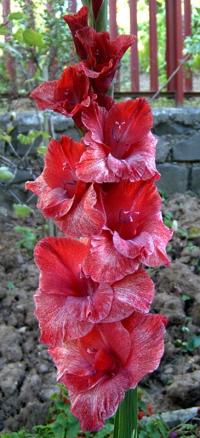 Gladiolus (Mečík 'Čokoladový koktail')