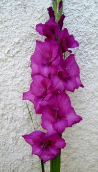 Gladiolus (Mečík 'Lavender Giant')