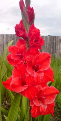 Gladiolus (Mečík 'Červená suknička')