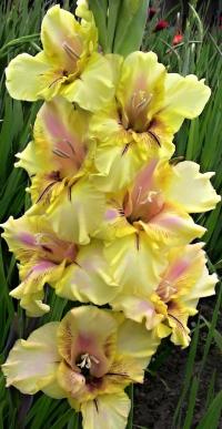 Gladiolus (Mečík 'Elegant')