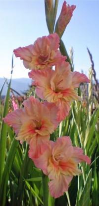 Gladiolus (Mečík 'Liana')