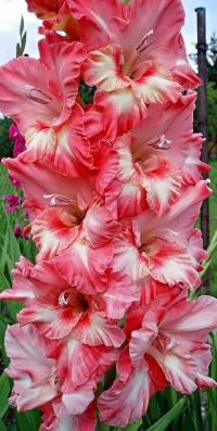 Gladiolus (Mečík 'Monaco')
