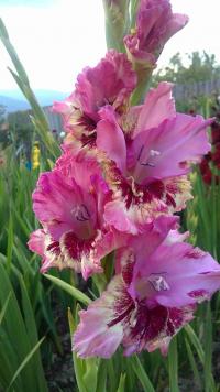 Gladiolus (Mečík 'Úsmev')