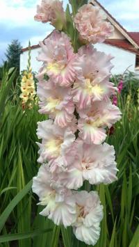 Gladiolus (Mečík 'D'Amore')