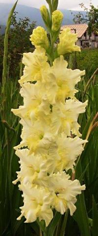 Gladiolus (Mečík 'Prelude')