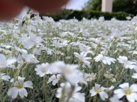 Cerastium tomentosum (Rožec plstnatý)