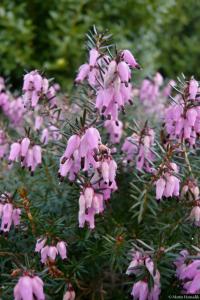 Erica carnea (Vřesovec pleťový)