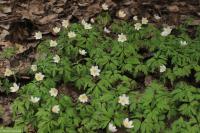 Anemone nemorosa sasanka hajní rostlina Anemone nemorosa sasanka hajní rostlina