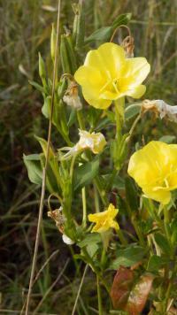 Oenothera biennis - pupalka dvouletá