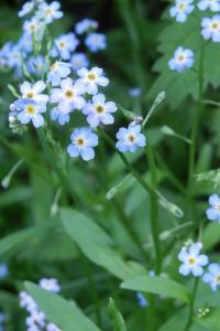Myosotis sylvatica (Pomněnka lesní)