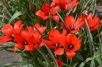 Tulipa linifolia (Tulipán lnolistý)