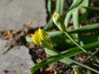 Allium moly (Česnek zlatožlutý)