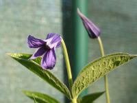 Clematis integrifolia (Plamének celolistý)