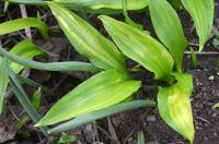 Allium ursinum (Česnek medvědí)